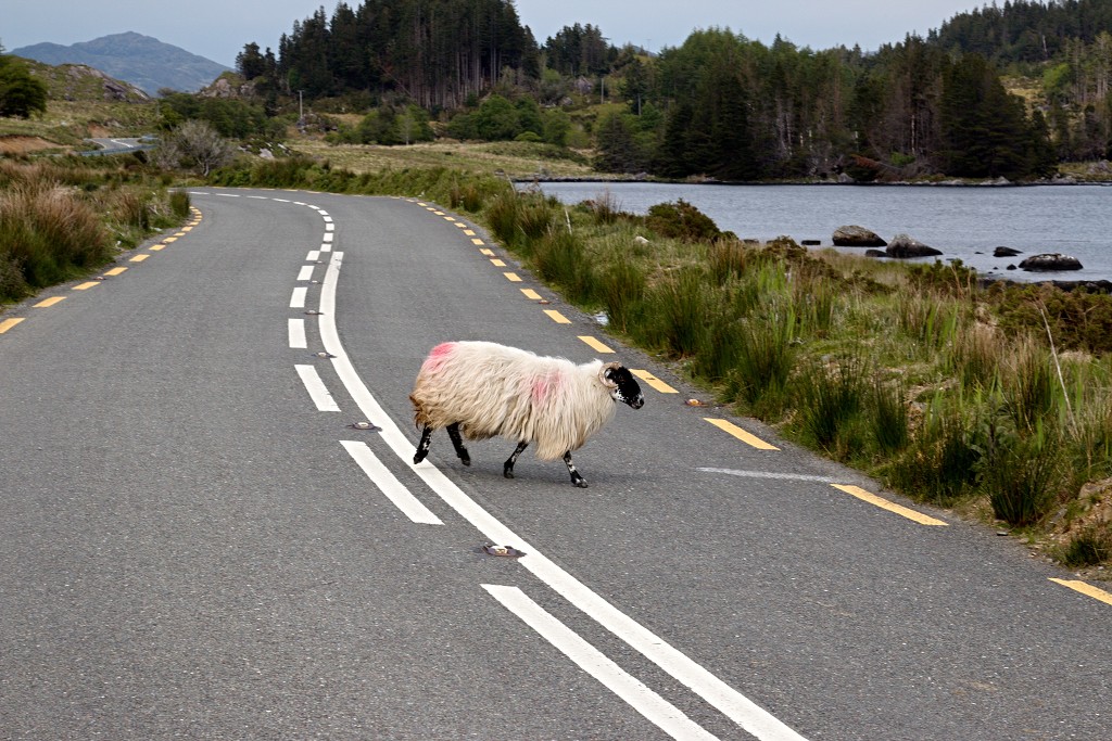 Killarney National Park ierland eire natuur natuurgebied hdr Ladies View Ring of Kerry County irish Lough Leane lake